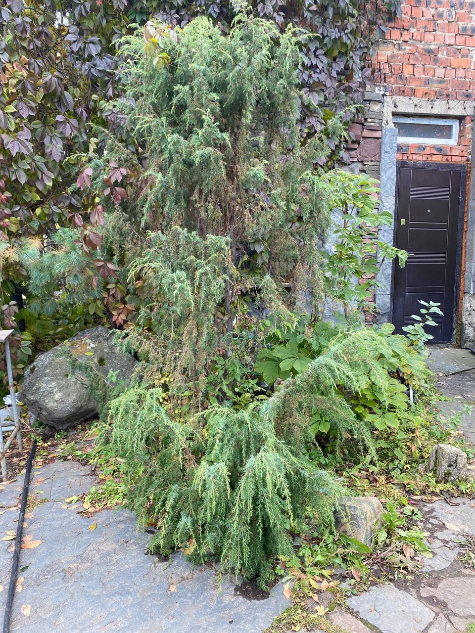Juniperus communis ‘Horstmann’