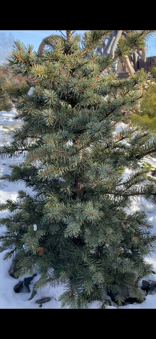 Picea pungens ‘Filip’s Good Spirit’