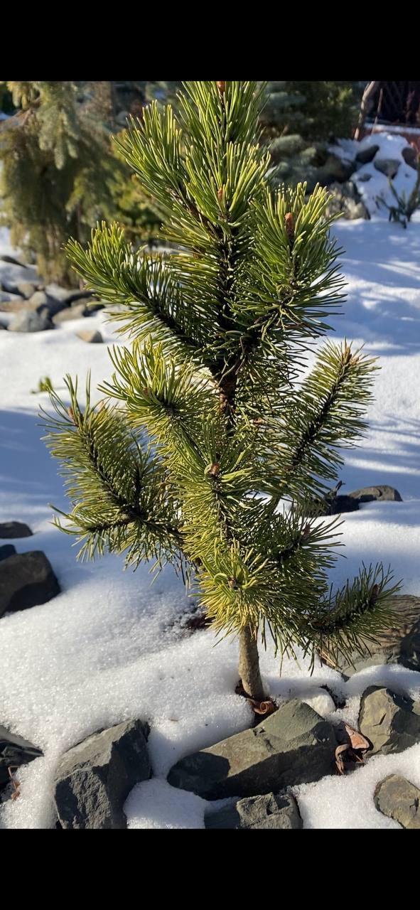 Pinus mugo ‘Sylvanus Tarka’