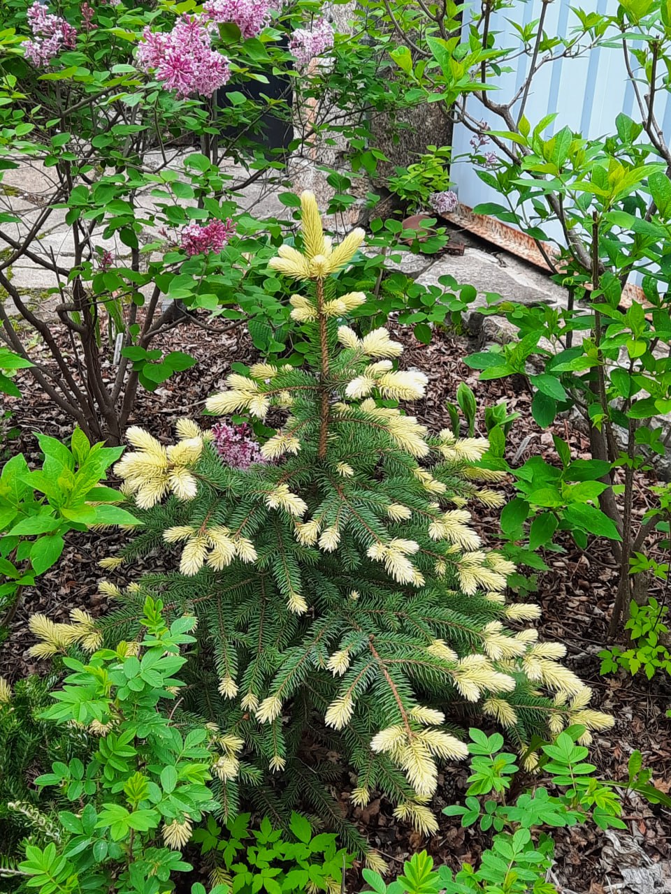 Picea pungens 'Spring Sunrise'