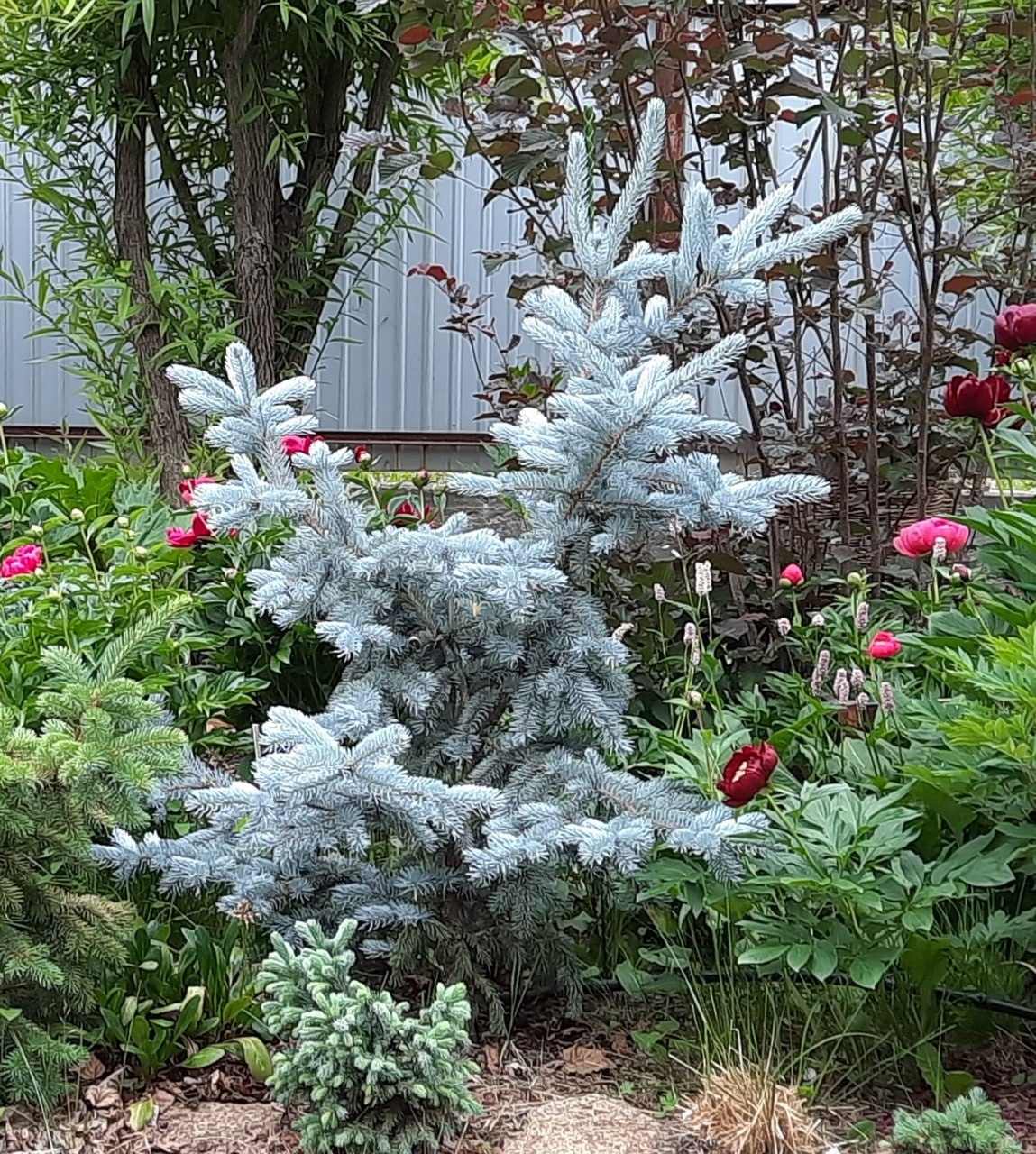 Picea pungens 'Hoopsii'