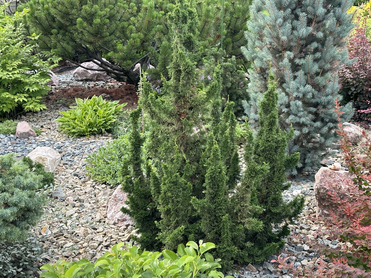 Thuja occidentalis ‘Malonyana Holub’
