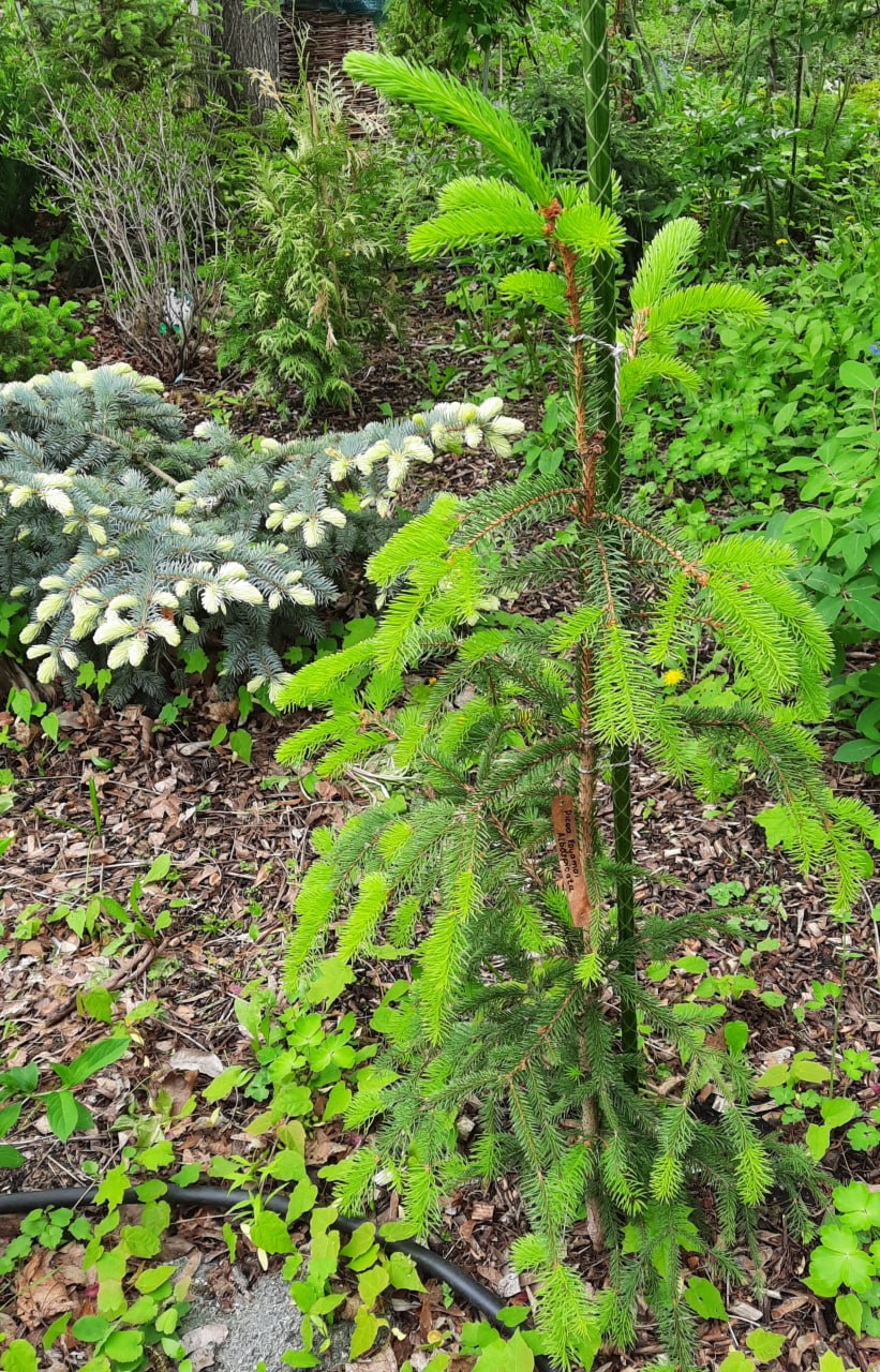 Picea koyamai 'Albospicata'