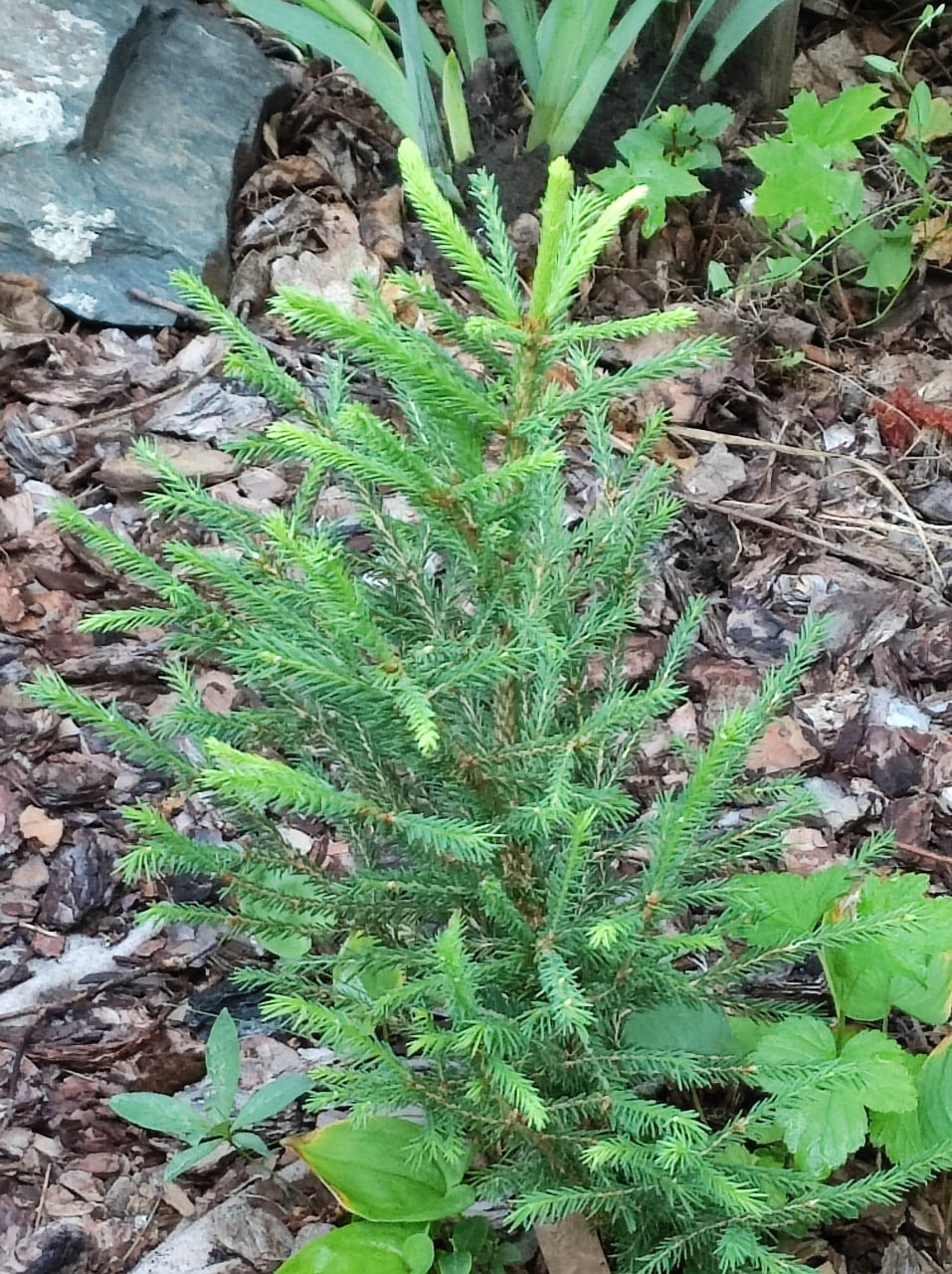 Picea abies 'Silakrogs'