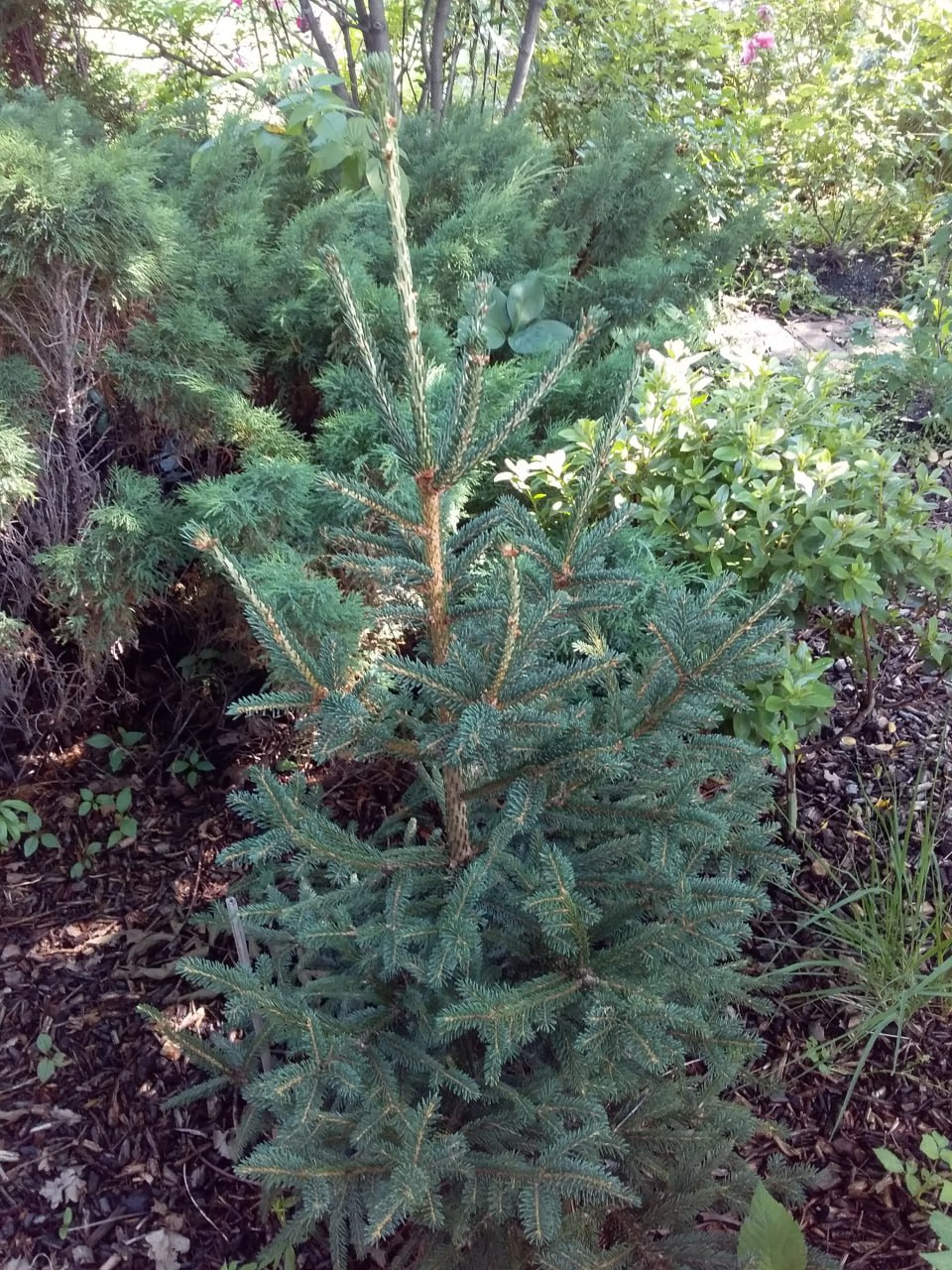 Picea abies 'Filip's Mystic Black'