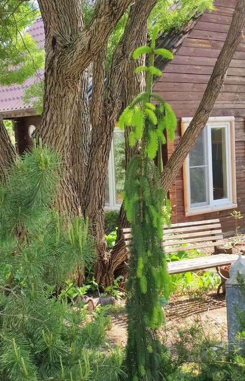 Picea abies 'Gold Drift'