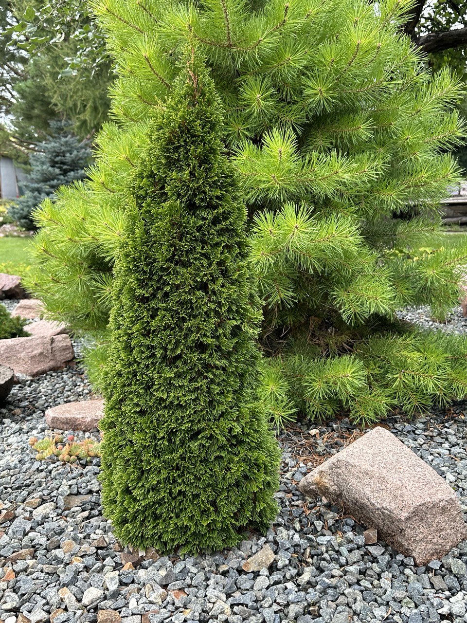 Thuja occidentalis ‘Maks’