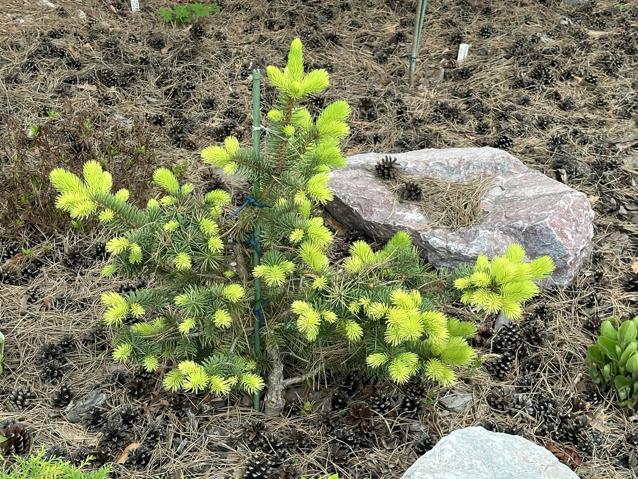 Picea pungens ‘Maigold’ Ель колючая