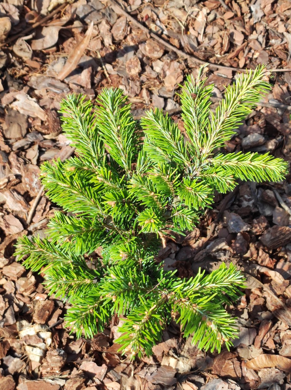 Abies nephrolepis 'Ikta'