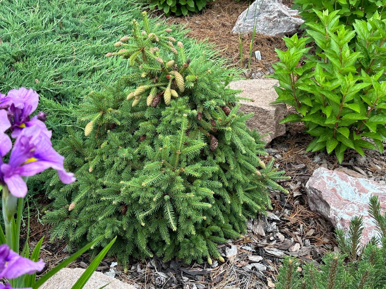 Picea abies ‘Pusch’