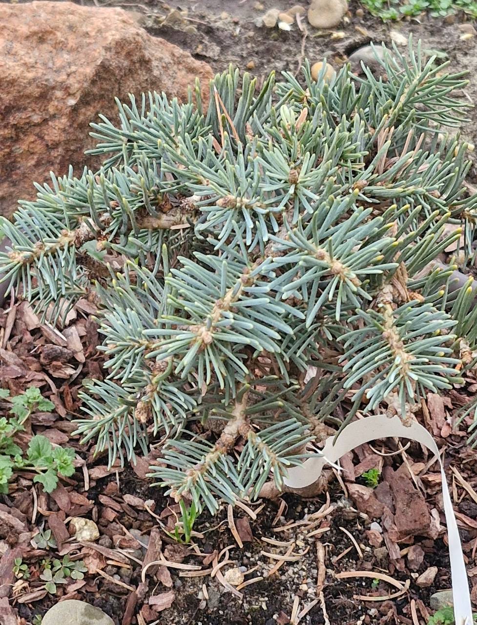 Abies concolor ‘King's Gap’
