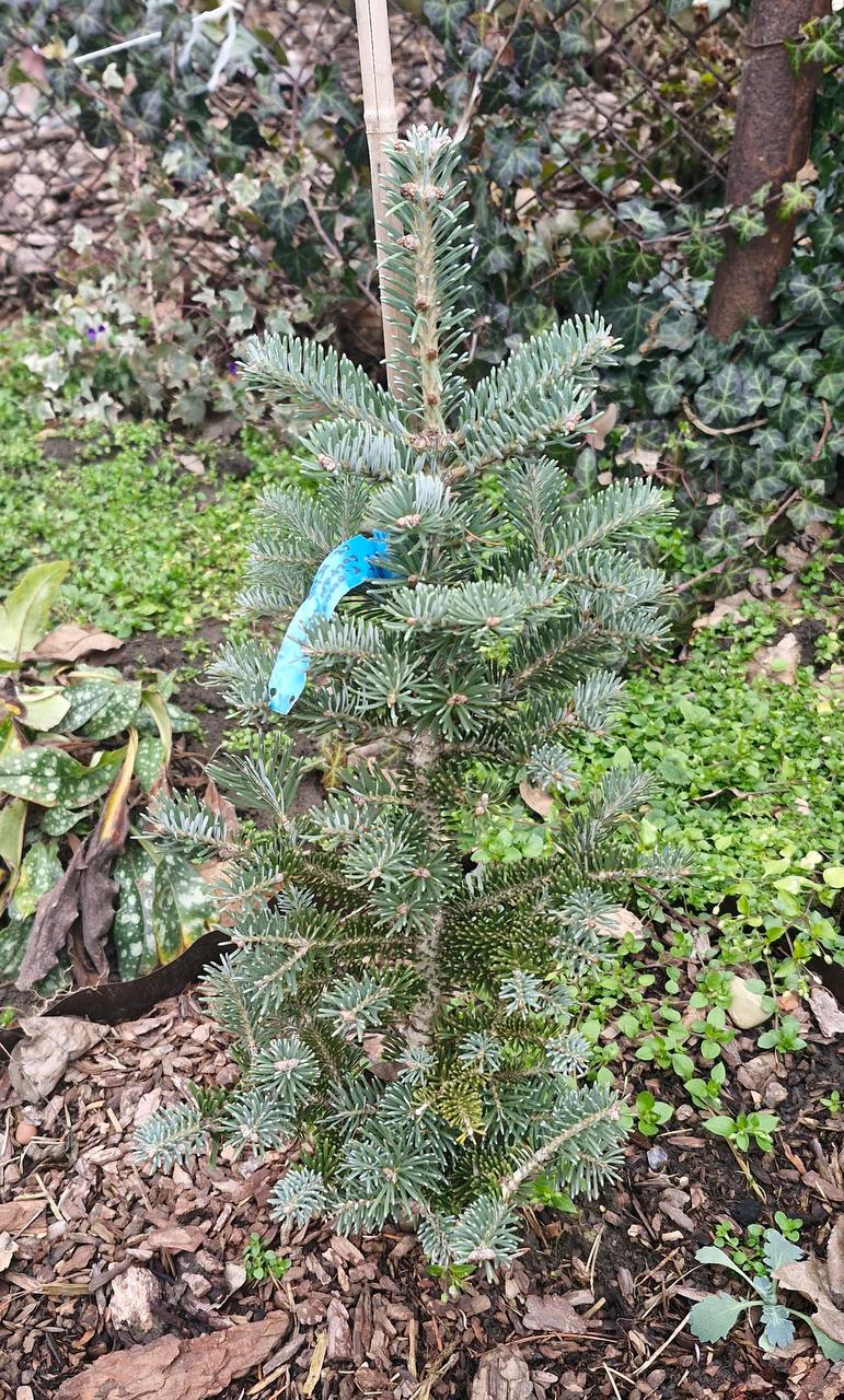 Abies numidica ‘Compacta’