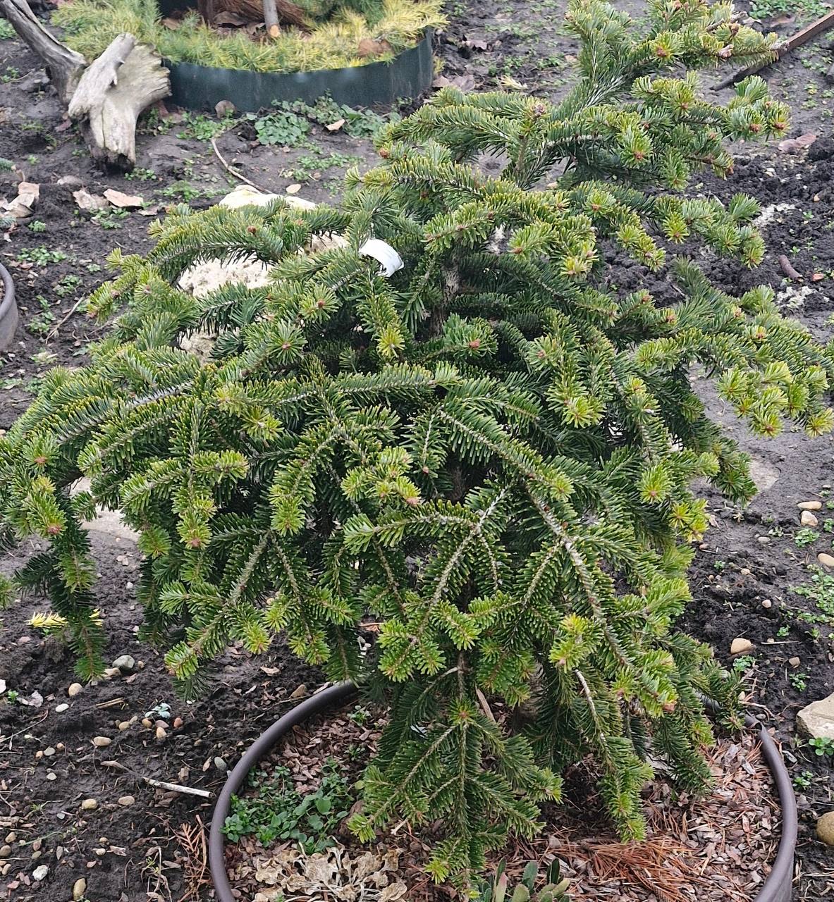 Abies Nordmanniana ‘Emerald Pearl’