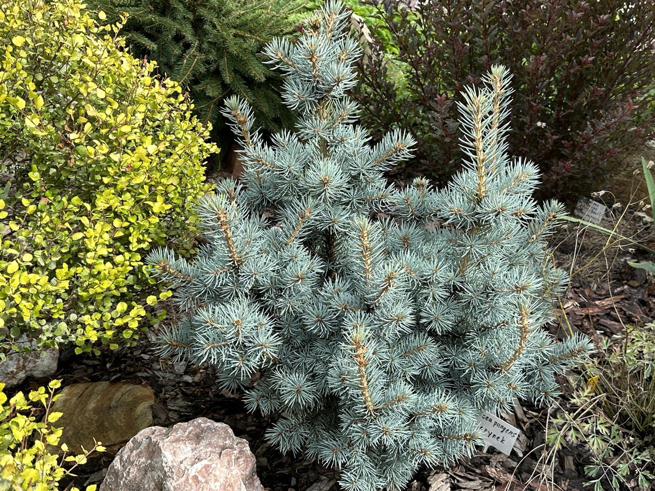 Picea pungens ‘Herinek’