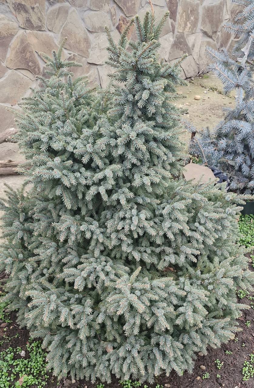 Picea mariana ‘Doumetii’