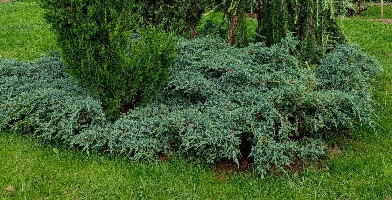 Juniperus squamata 'Blue Carpet'