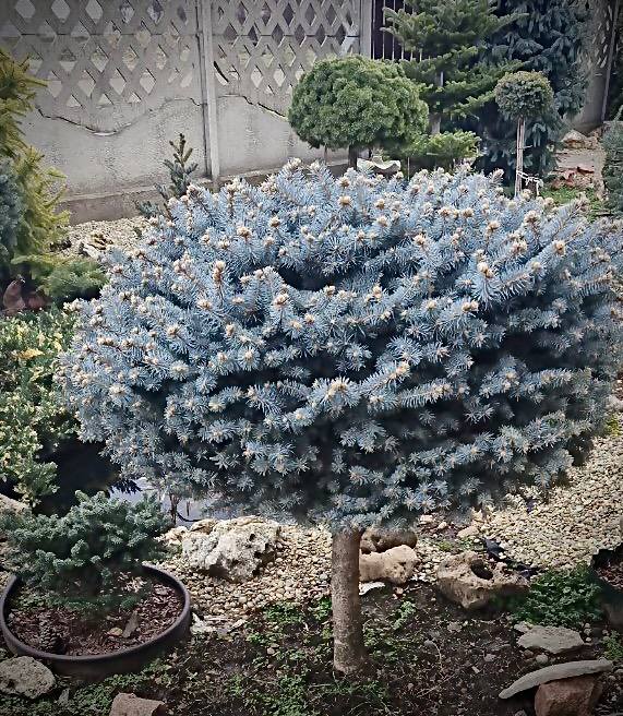 Picea pungens ‘R. H. Montgomery’