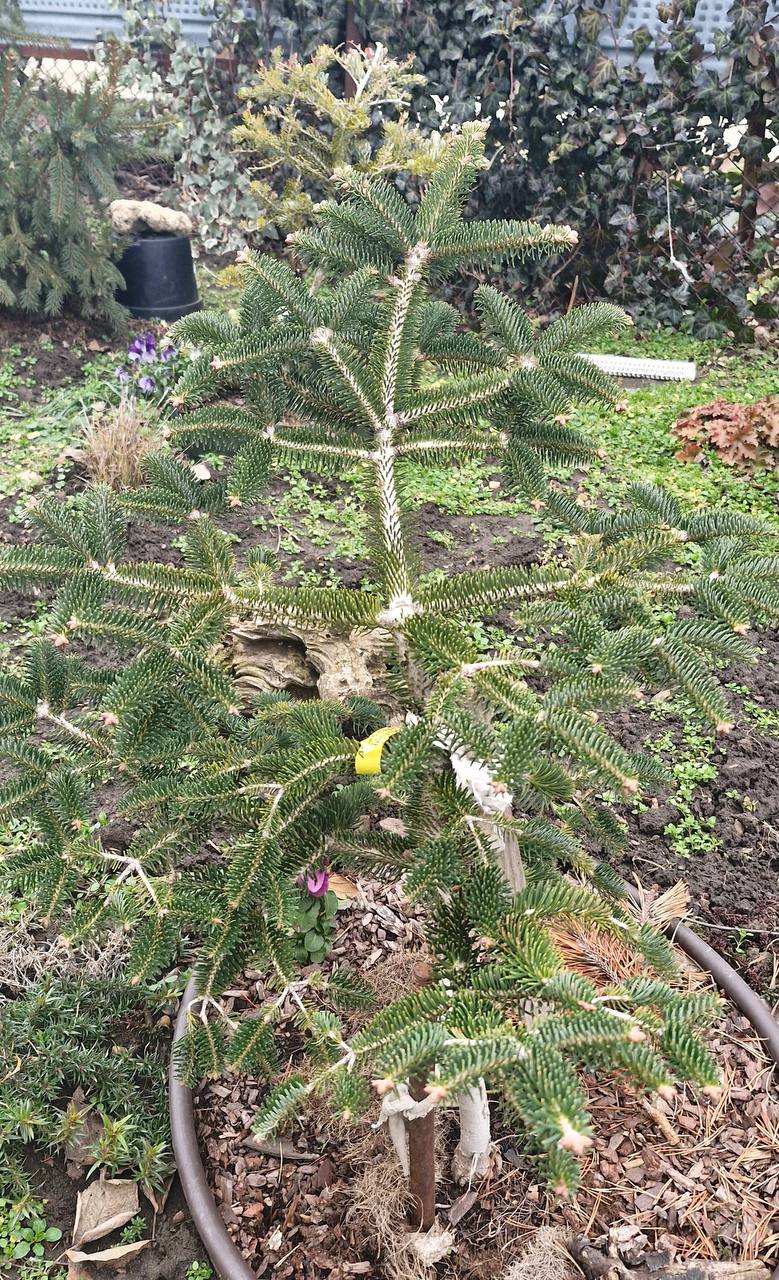 Abies cephalonica ‘ Meyers Dwarf’