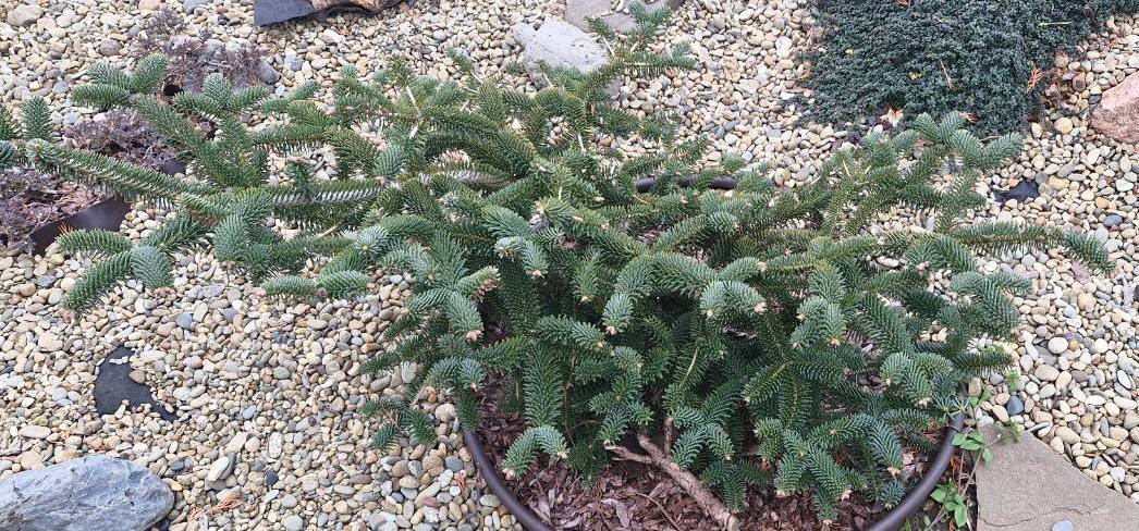 Abies pinsapo ‘Soltau’