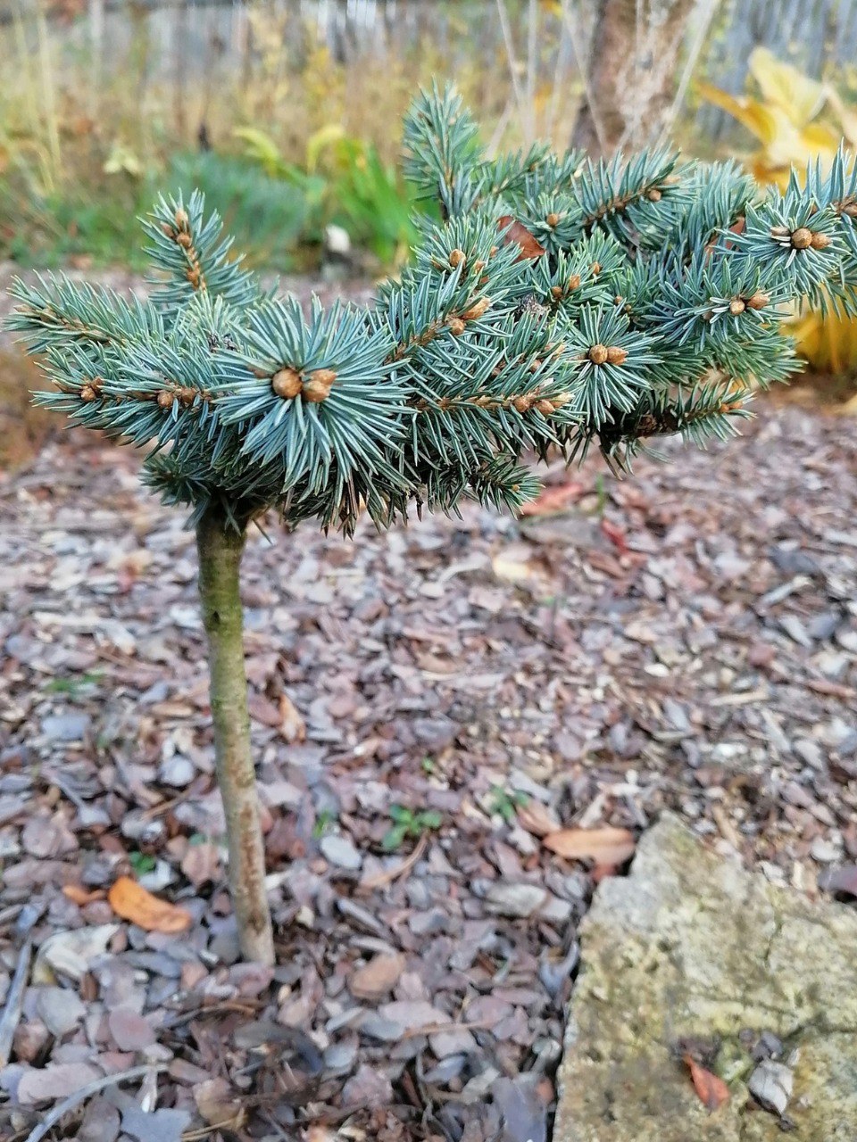 Picea pungens 'Hovanka'