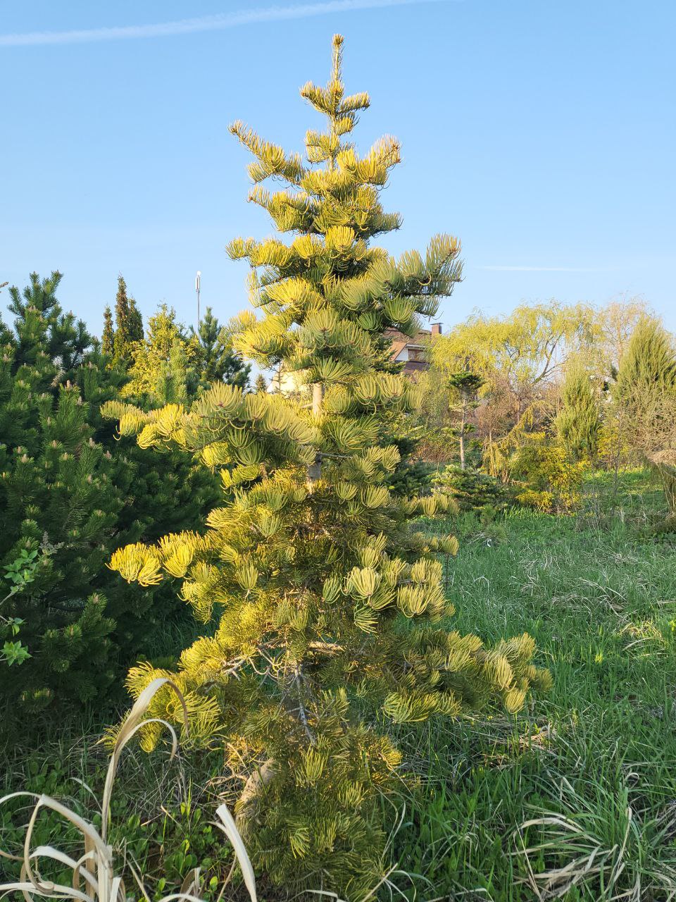 Abies concolor 'Wintergold'