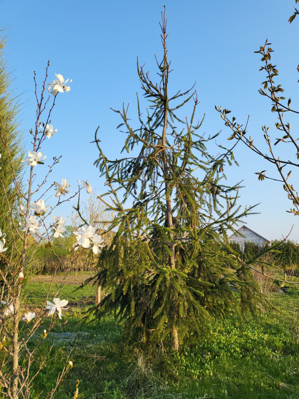 Picea abies 'Virgata'