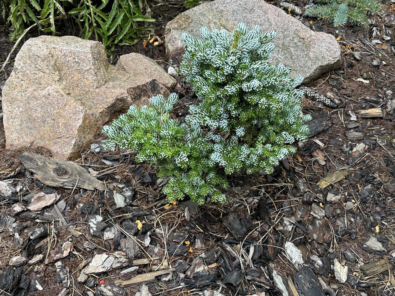 Abies koreana 'Kohout's Icebreaker'