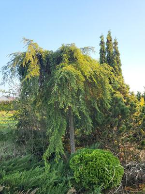 Tsuga canadensis 'Pendula'