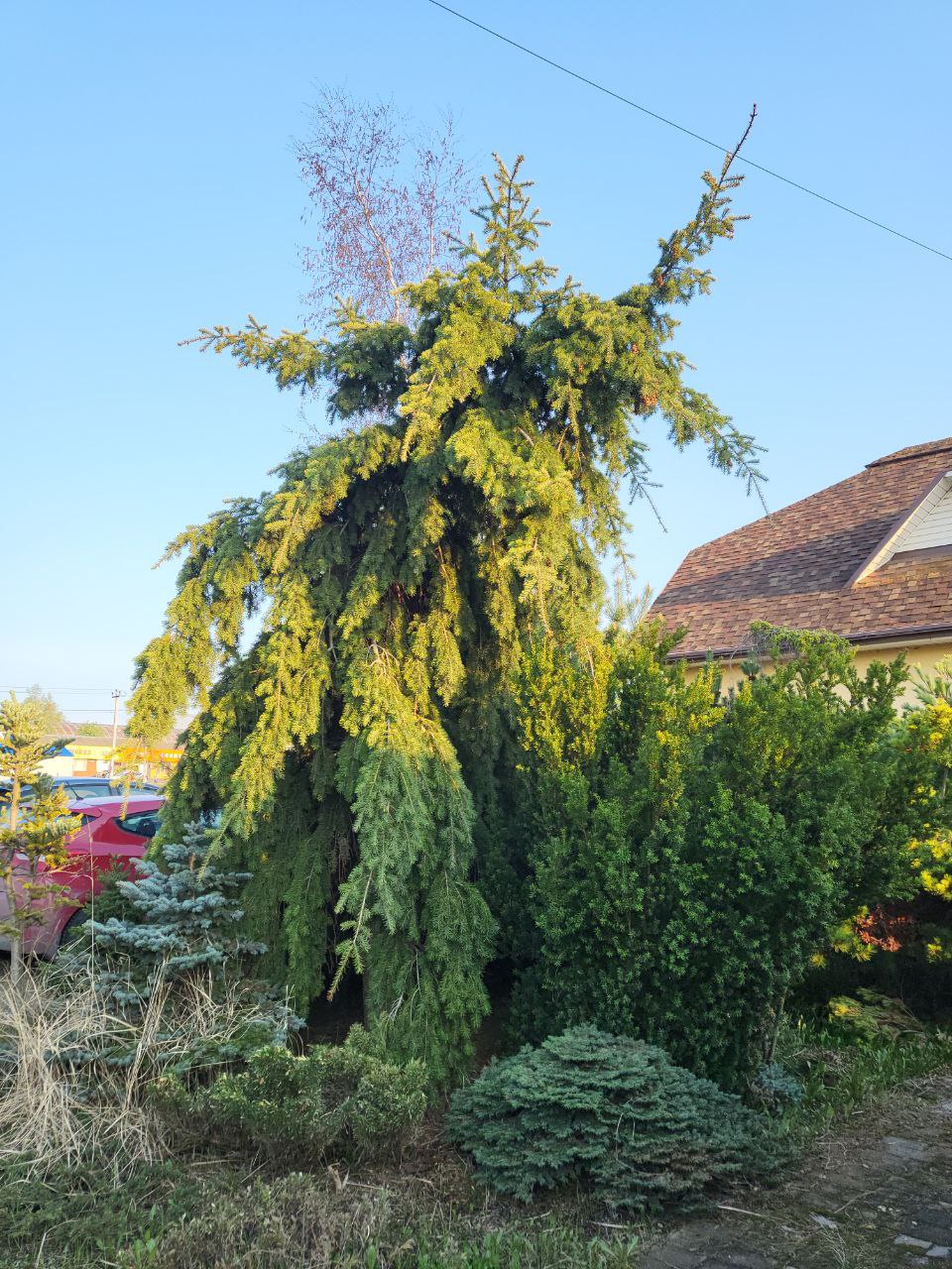 Pseudotsuga menziesii 'Glauca Pendula'
