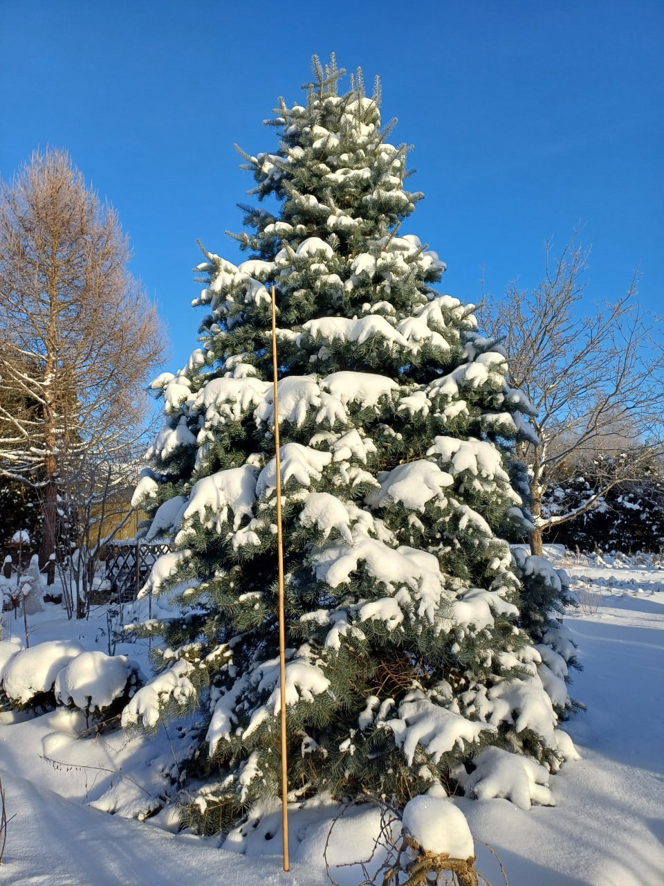 Abies concolor 'Semicompacta'