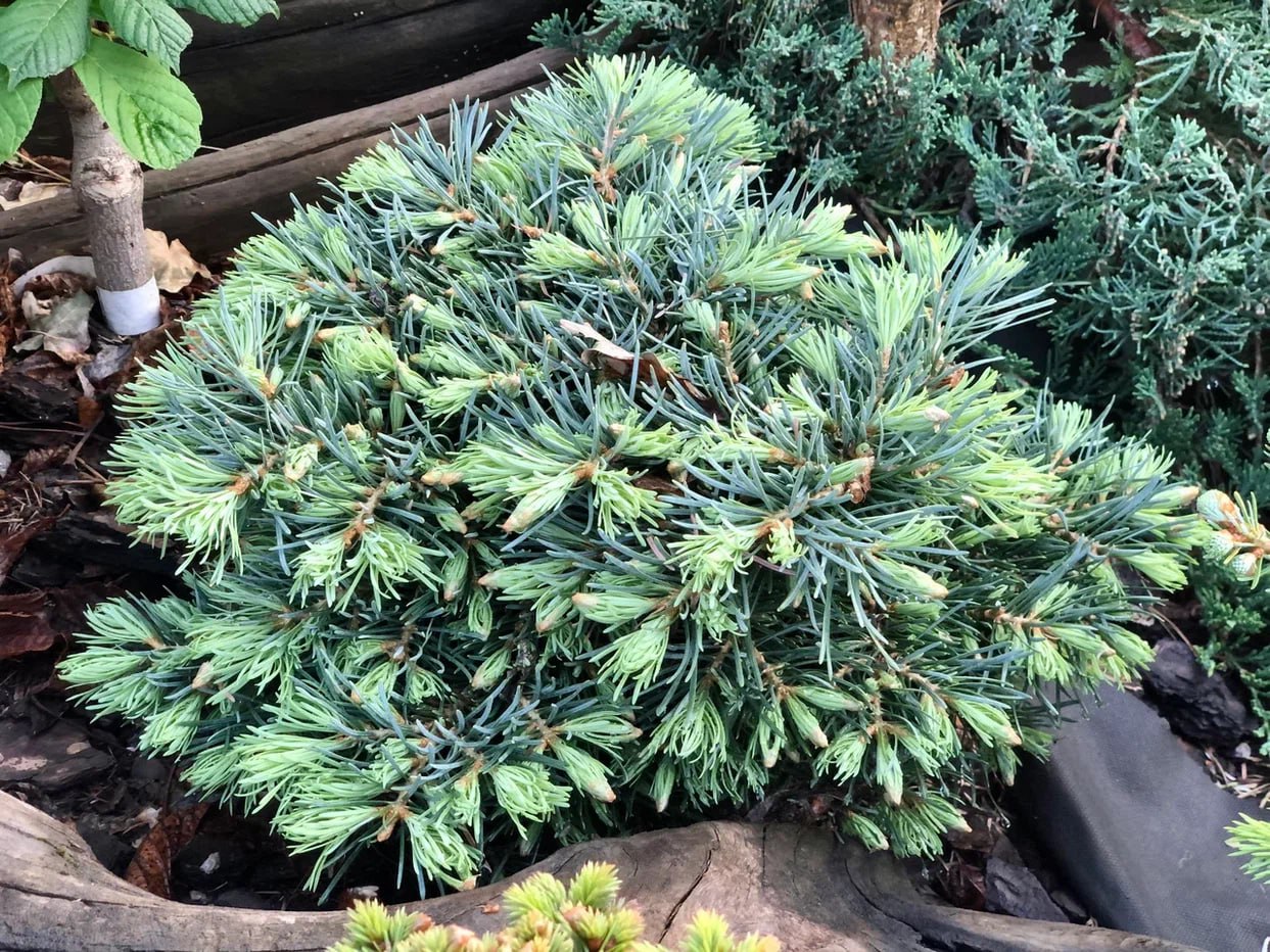 Abies concolor ‘Piggelmee’