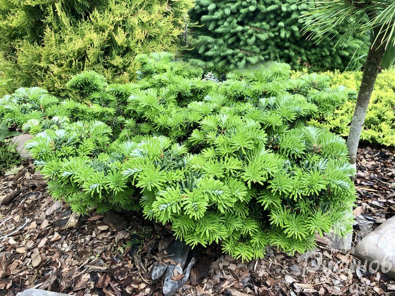 Abies koreana 'Tundra'