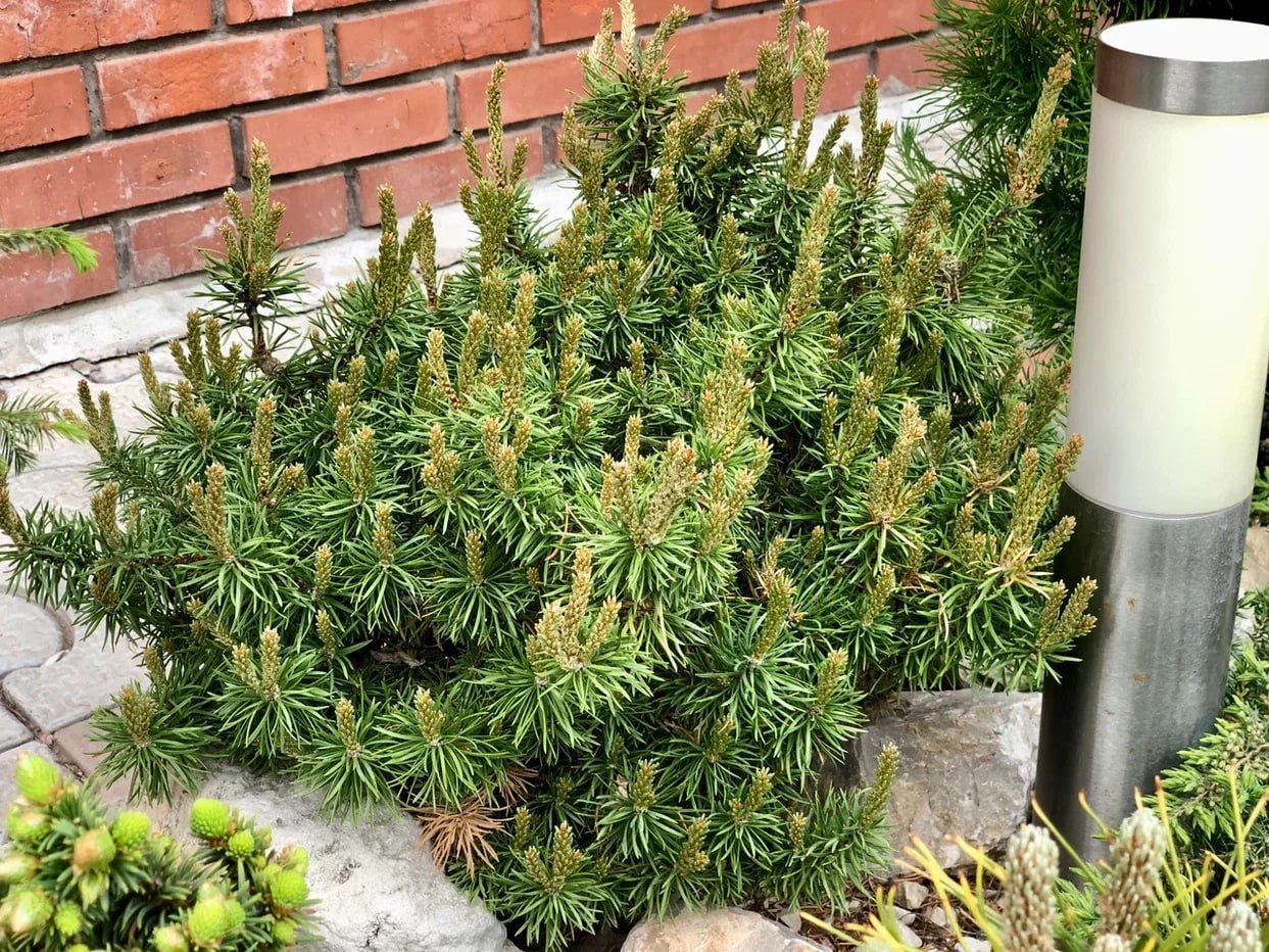 Pinus banksiana ‘Schneverdingen’