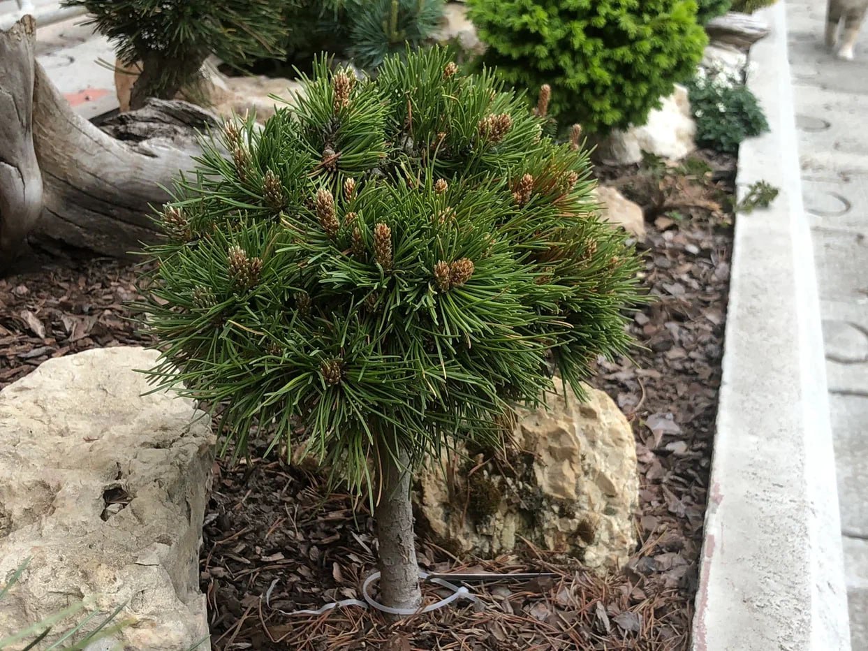 Pinus mugo 'Margot'