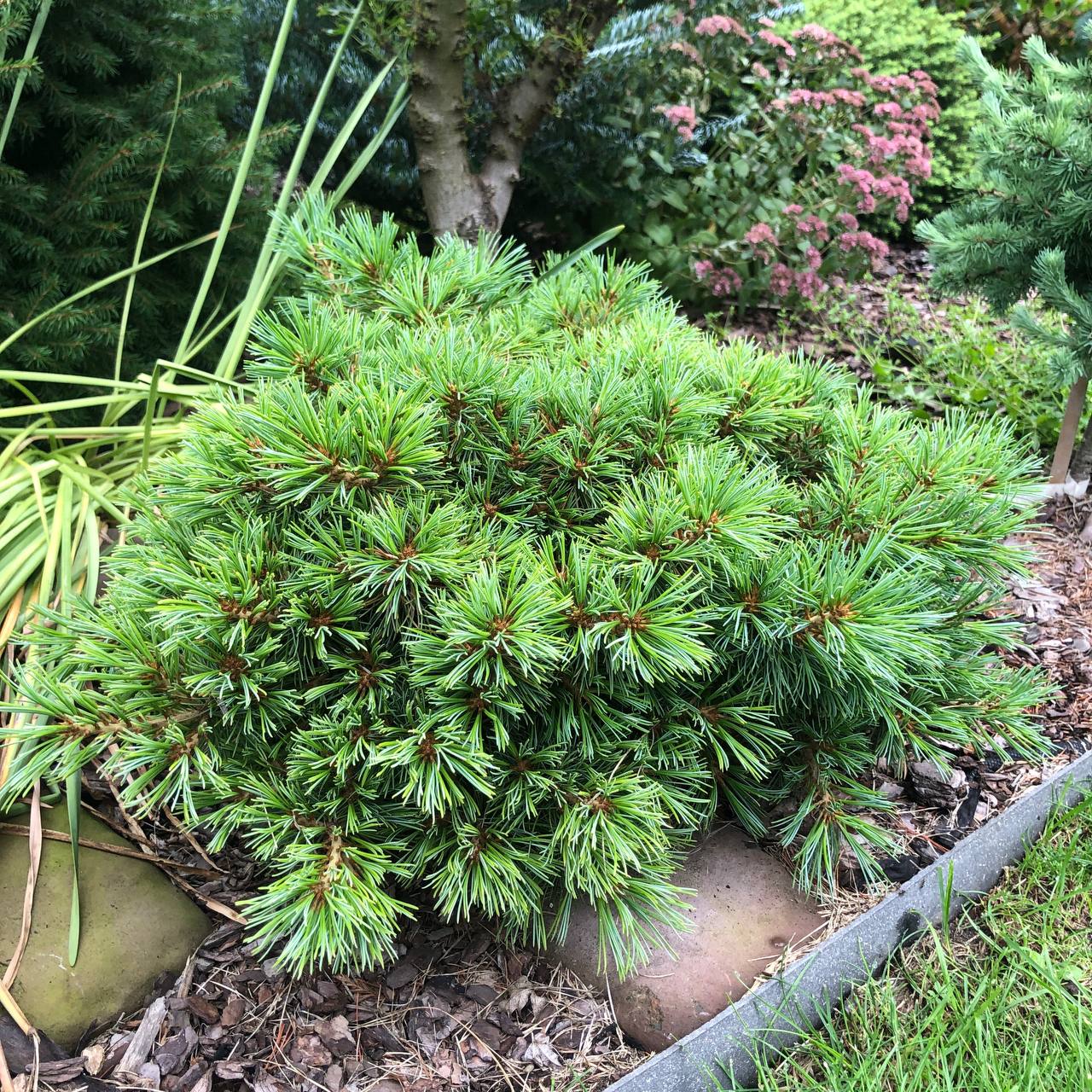 Pinus parviflora ‘Debby’