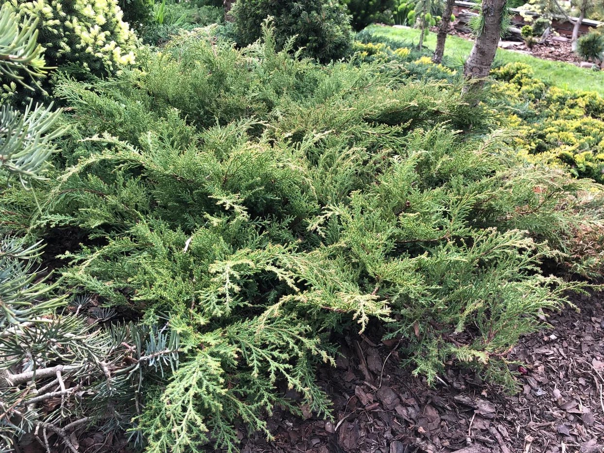 Microbiota decussata ‘Lukas’