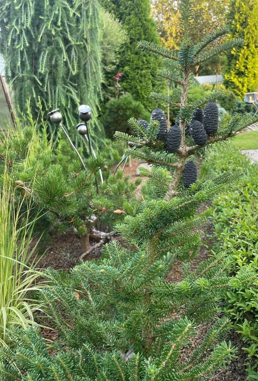 Abies koreana 'Gait'