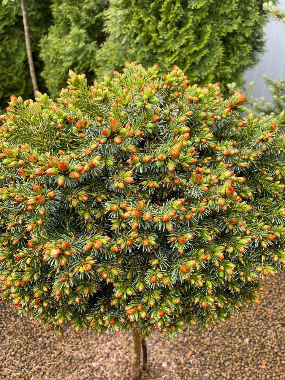 Picea omorika 'Miriam'