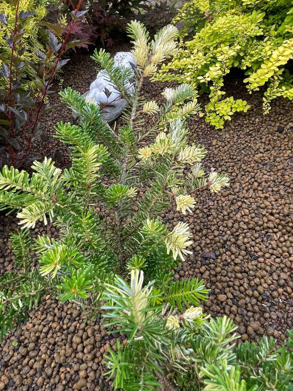 Abies koreana 'Gelbbunt'