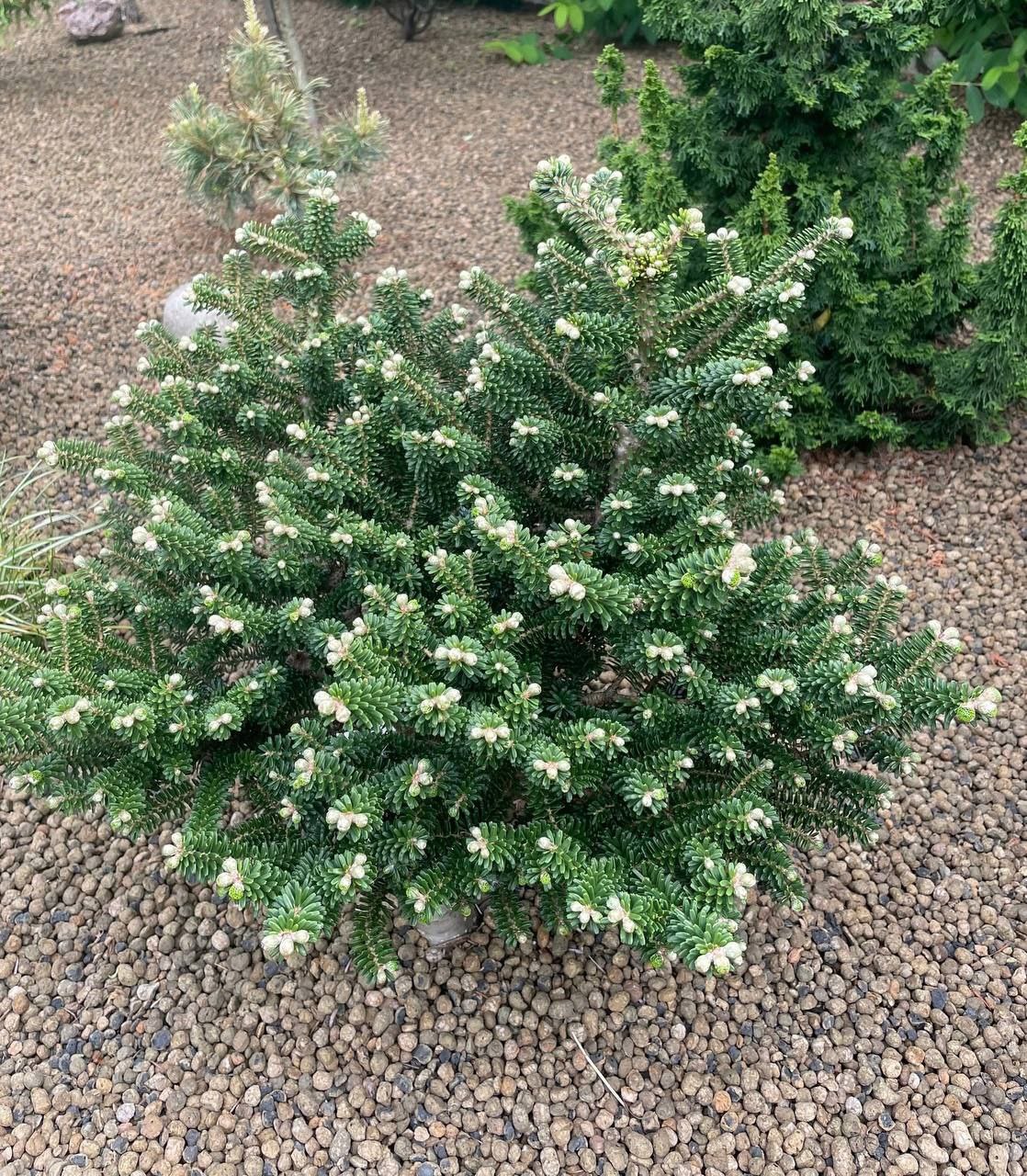 Abies koreana 'Alpine Star'
