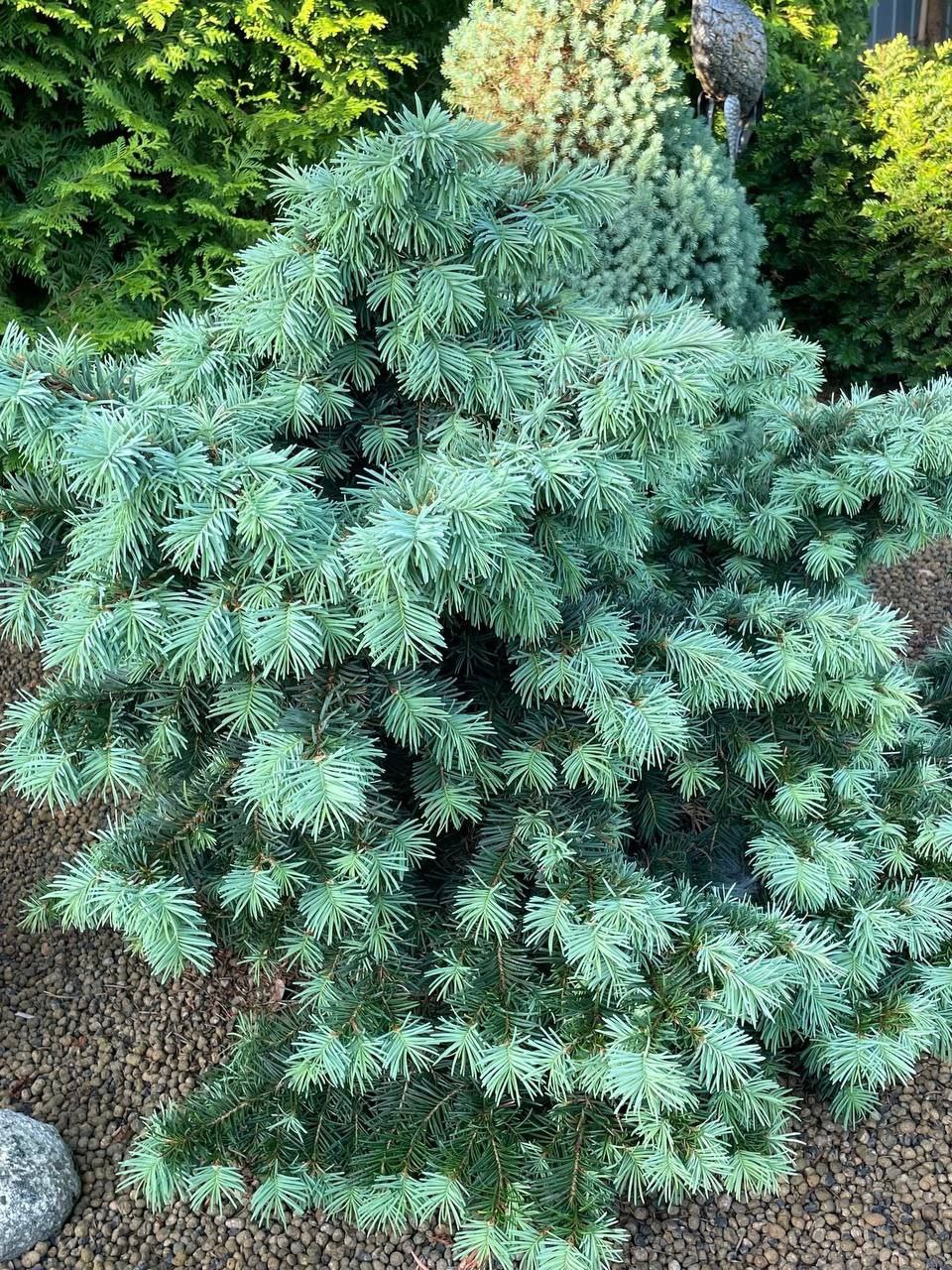 Pseudotsuga menziesii 'Fletcheri'