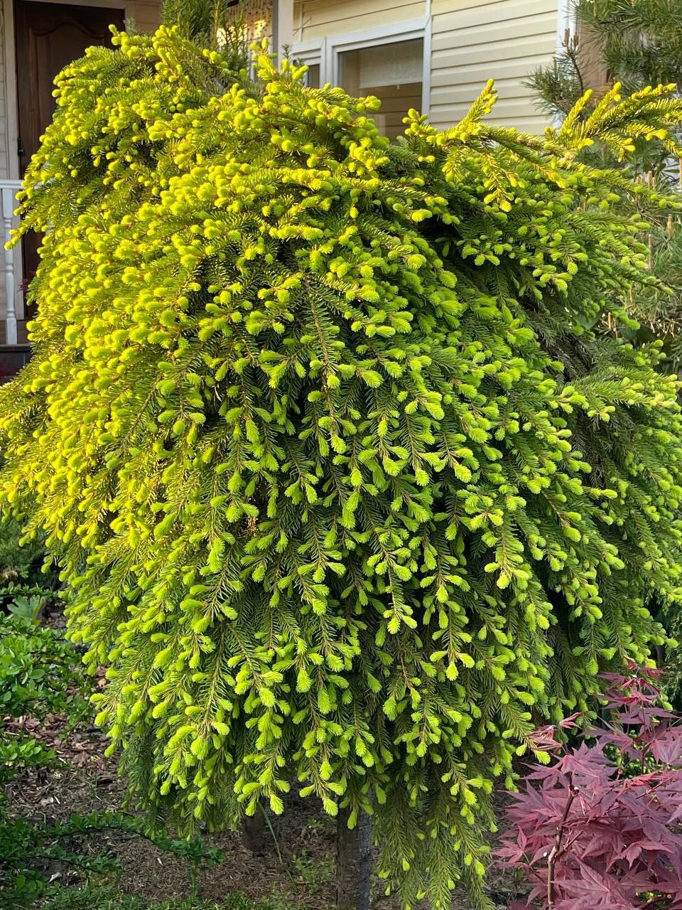 Picea abies 'Formanek'