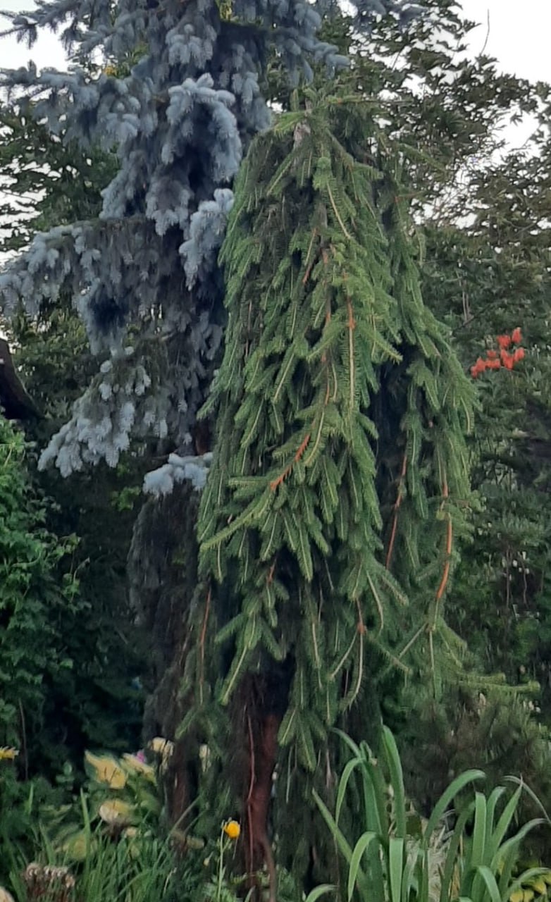 Picea abies 'Inversa'