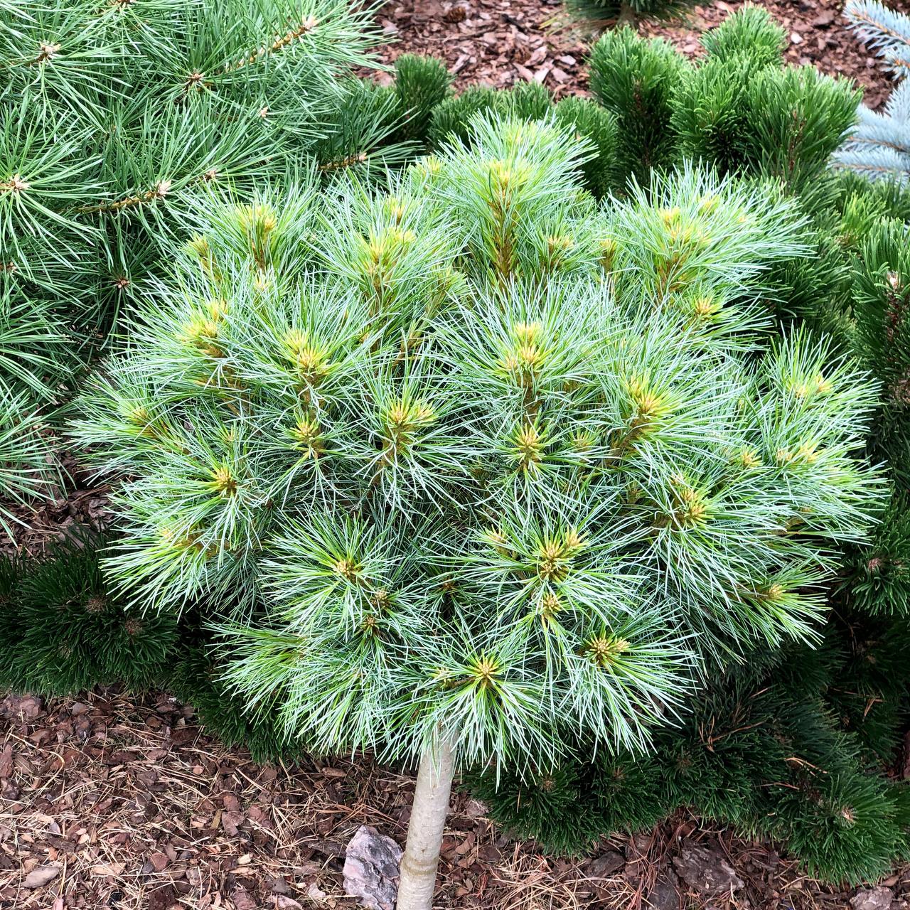 Pinus strobus ‘Soft Touch’