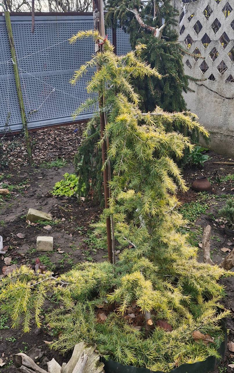 Cedrus deodara ‘Golden Horizon’
