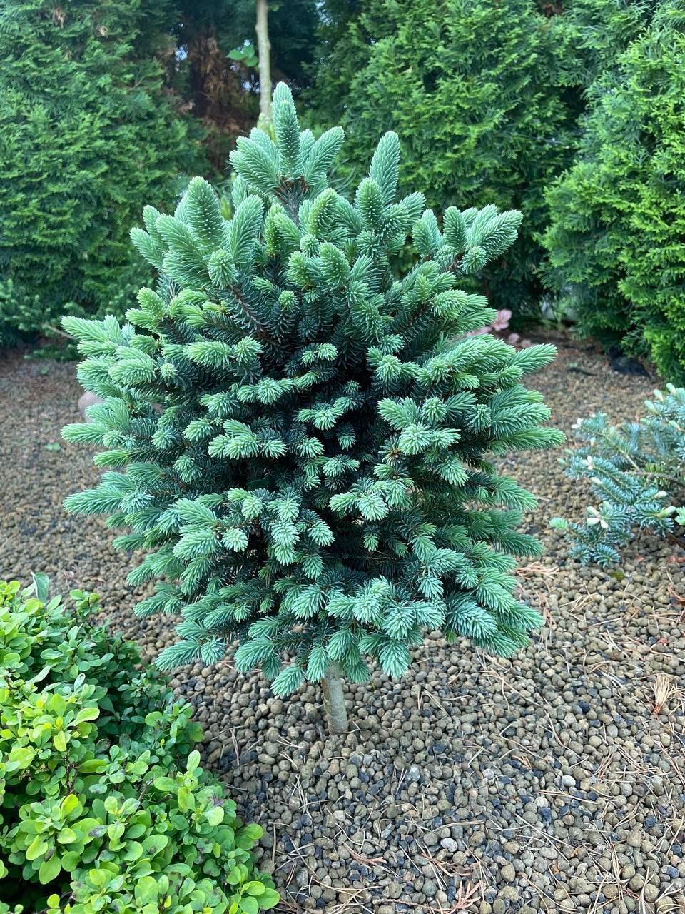 Picea glauca 'Aquamarine'
