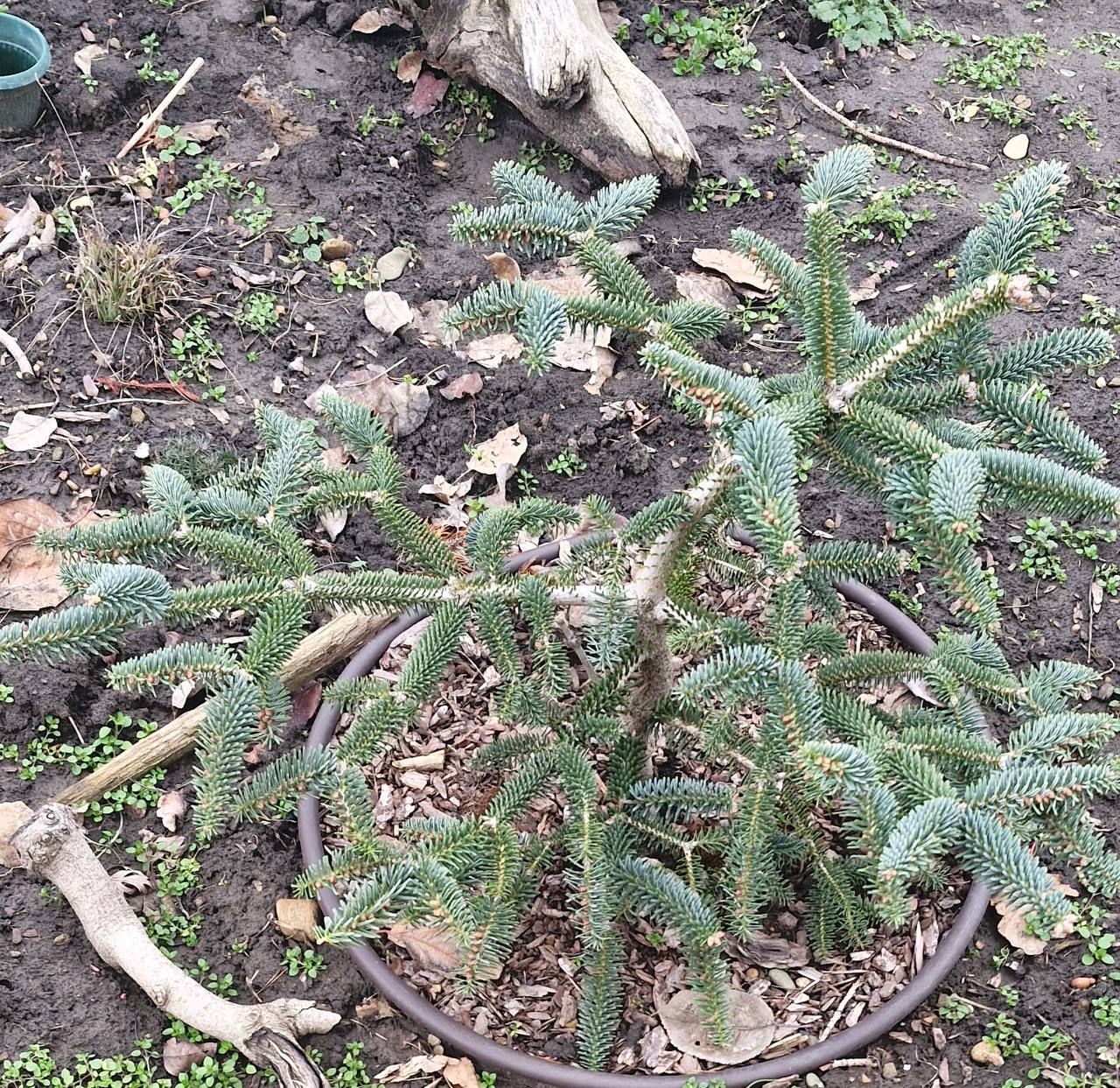 Abies pinsapo ‘Kelleris’