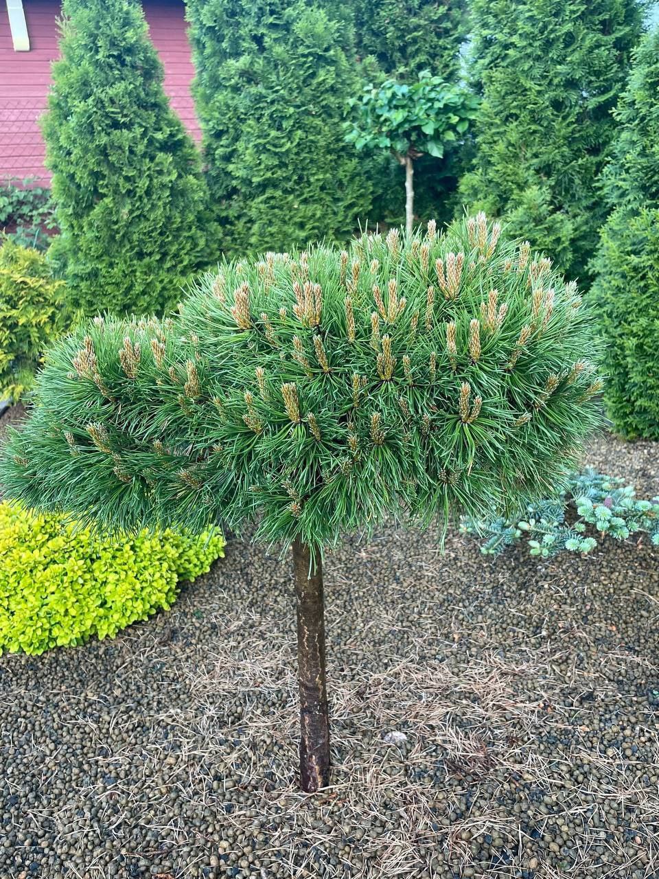 Pinus uncinata (mugo) 'Grune Welle'