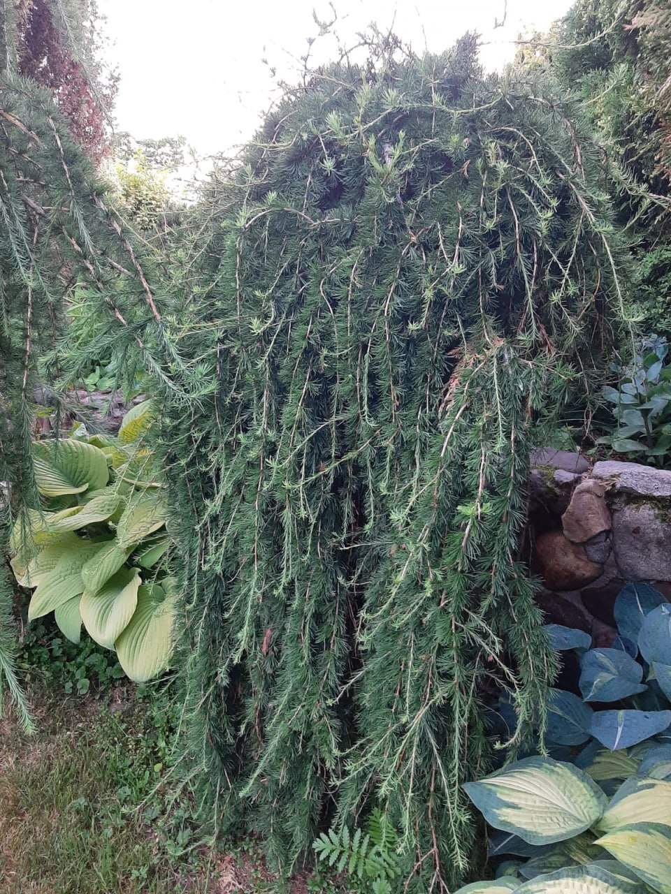 Larix decidua 'Puli'