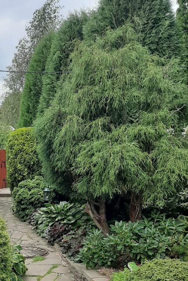 Chamaecyparis pisifera f. Filifera